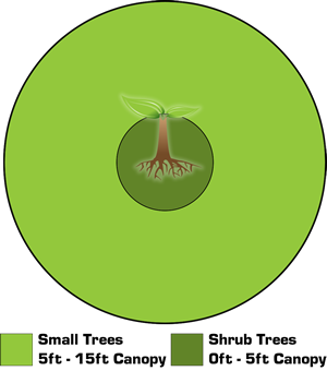 Canopy Diagram